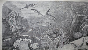Старинная гравюра «Акварий»
