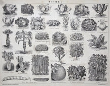 Старинная гравюра «Овощи»