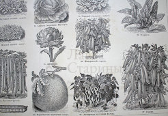 Старинная гравюра «Овощи»