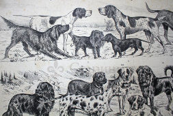 Старинная гравюра «Собаки»