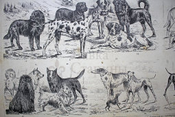 Старинная гравюра «Собаки»
