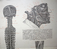 Старинная гравюра «Нервы человека»