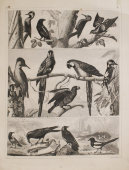 Набор гравюр «Птицы», Европа, 19 век, бумага
