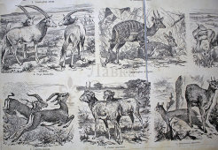 Старинная гравюра «Антилопы»
