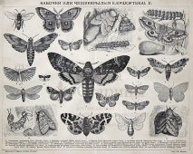 Старинная гравюра «Бабочки или чешуекрылые»