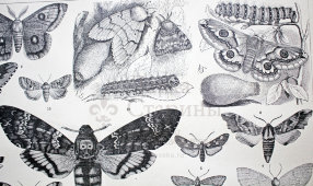 Старинная гравюра «Бабочки или чешуекрылые»