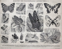 Старинная гравюра «Бабочки или чешуекрылые I»