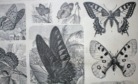 Старинная гравюра «Бабочки или чешуекрылые I»