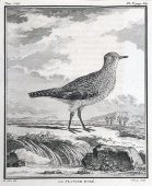 Старинная гравюра в багете «Птица золотистая ржанка», Франция, 19 в.