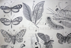 Старинная гравюра «Бабочки или чешуекрылые IV»