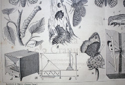 Старинная гравюра «Бабочки или чешуекрылые IV»
