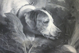 Большая охотничья, старинная гравюра «Собака породы пойнтер» (The pointer), багет, стекло, Лондон, 19 в.