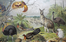 Старинная гравюра «Australische fauna»