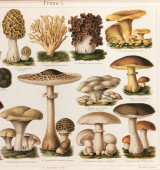 Старинная цветная гравюра в раме «Съедобные грибы», Россия, н. 20 в.