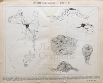 Старинная гравюра «Симпатическая нервная система», бумага, Брокгауз и Ефрон​, Санкт-Петербург, 1900-е