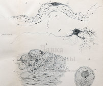 Старинная гравюра «Симпатическая нервная система», бумага, Брокгауз и Ефрон​, Санкт-Петербург, 1900-е