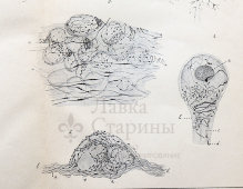 Старинная гравюра «Симпатическая нервная система», бумага, Брокгауз и Ефрон​, Санкт-Петербург, 1900-е