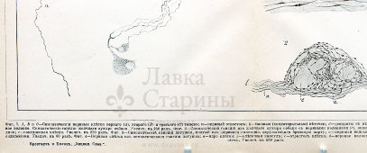 Старинная гравюра «Симпатическая нервная система», бумага, Брокгауз и Ефрон​, Санкт-Петербург, 1900-е