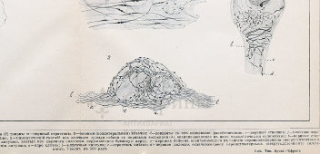 Старинная гравюра «Симпатическая нервная система», бумага, Брокгауз и Ефрон​, Санкт-Петербург, 1900-е