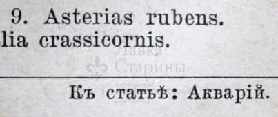 Старинная гравюра «Акварий»