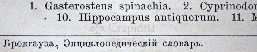 Старинная гравюра «Акварий»