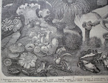 Старинная гравюра «Акварий»