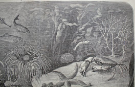 Старинная гравюра «Акварий»