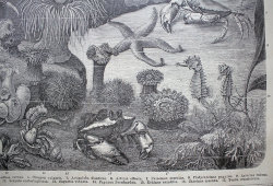 Старинная гравюра «Акварий»