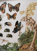 Старинная гравюра «Дарвинизм: насекомые», Большая энциклопедия, Россия, к. 19, н. 20 в.