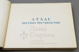 Большой атлас с цветными рисунками «Промысловые рыбы СССР», ВНИРО, Пищепромиздат, 1949 г.