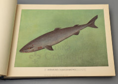 Большой атлас с цветными рисунками «Промысловые рыбы СССР», ВНИРО, Пищепромиздат, 1949 г.