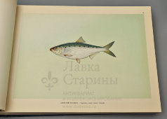 Большой атлас с цветными рисунками «Промысловые рыбы СССР», ВНИРО, Пищепромиздат, 1949 г.