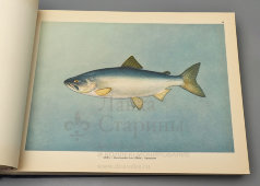 Большой атлас с цветными рисунками «Промысловые рыбы СССР», ВНИРО, Пищепромиздат, 1949 г.