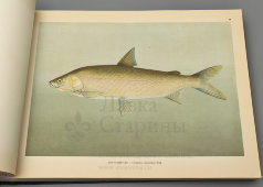 Большой атлас с цветными рисунками «Промысловые рыбы СССР», ВНИРО, Пищепромиздат, 1949 г.