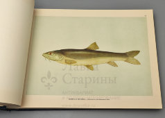 Большой атлас с цветными рисунками «Промысловые рыбы СССР», ВНИРО, Пищепромиздат, 1949 г.