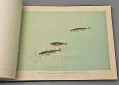Большой атлас с цветными рисунками «Промысловые рыбы СССР», ВНИРО, Пищепромиздат, 1949 г.