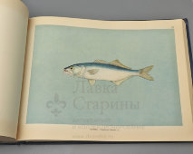 Большой атлас с цветными рисунками «Промысловые рыбы СССР», ВНИРО, Пищепромиздат, 1949 г.