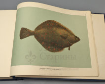 Большой атлас с цветными рисунками «Промысловые рыбы СССР», ВНИРО, Пищепромиздат, 1949 г.