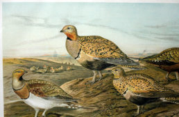 Старинная гравюра «Птицы: рябки», Германия, 1700-е