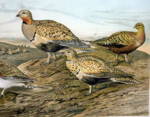 Старинная гравюра «Птицы: рябки», Германия, 1700-е