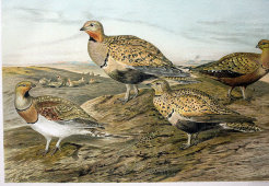 Старинная гравюра «Птицы: рябки», Германия, 1700-е