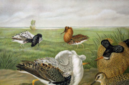 Старинная гравюра «Птицы: ёрш, демонстрирующий свое оперение», Германия, 1700-е