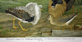 Старинная гравюра «Птицы: ёрш, демонстрирующий свое оперение», Германия, 1700-е