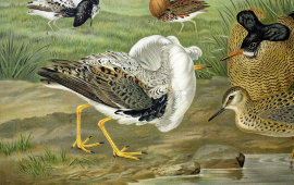 Старинная гравюра «Птицы: ёрш, демонстрирующий свое оперение», Германия, 1700-е