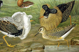 Старинная гравюра «Птицы: ёрш, демонстрирующий свое оперение», Германия, 1700-е