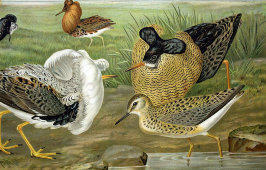 Старинная гравюра «Птицы: ёрш, демонстрирующий свое оперение», Германия, 1700-е