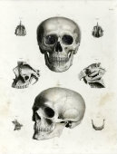 Старинная гравюра «Кости черепа», Германия, в. 19 в.