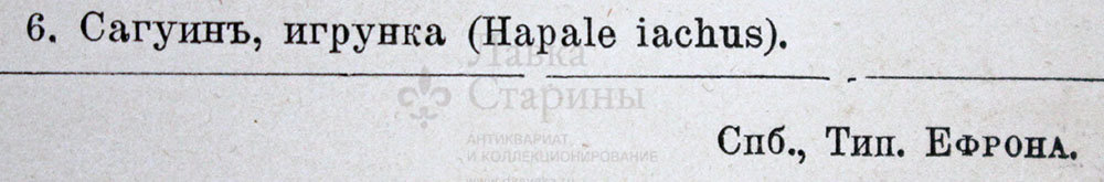 Старинная гравюра «Обезьяны»