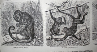 Старинная гравюра «Обезьяны»