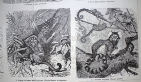 Старинная гравюра «Обезьяны»